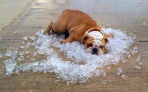 Dog-overheat