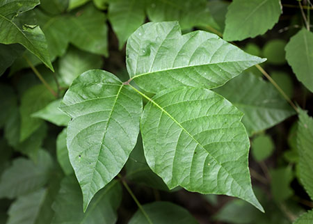 poison-ivy2